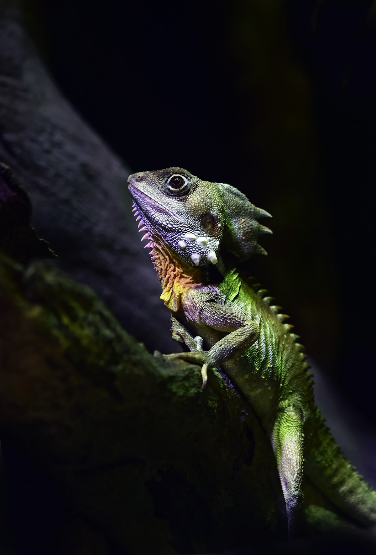 Monitor Lizard