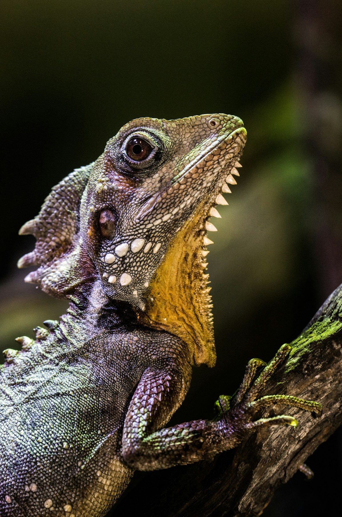 Gecko being analyzed by Guarda