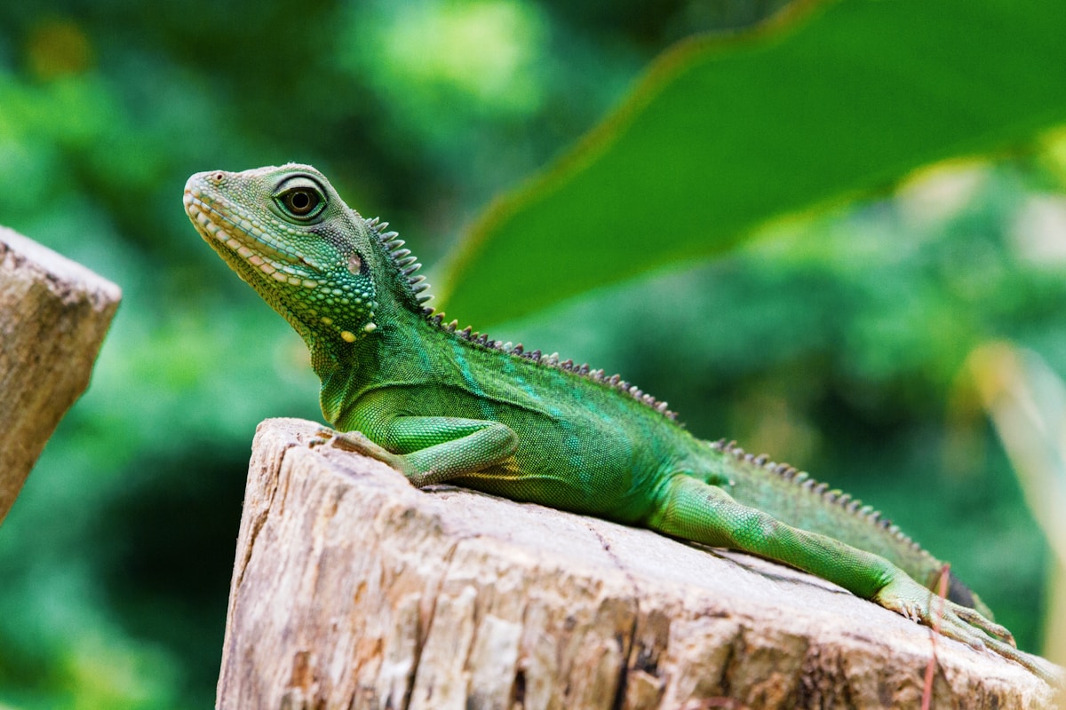 Chameleon being analyzed by Guarda