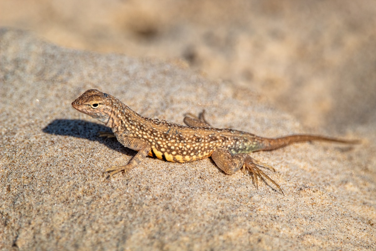 Komodo Dragon — Varanus komodoensis