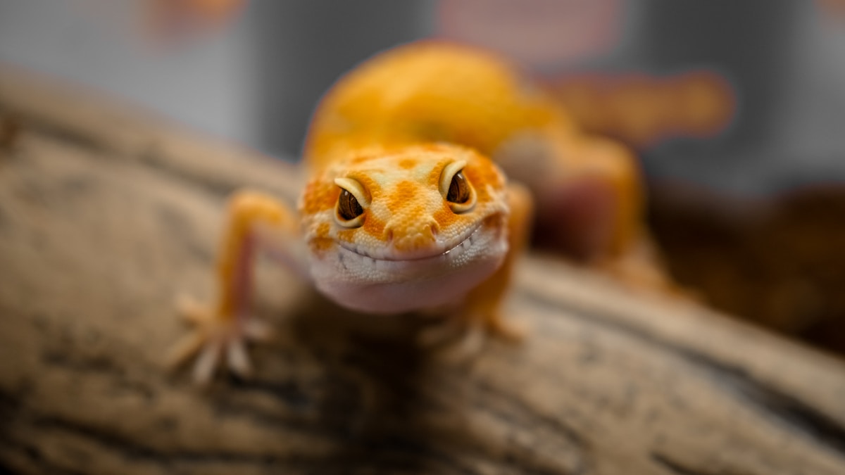 Crested Gecko — Correlophus ciliatus